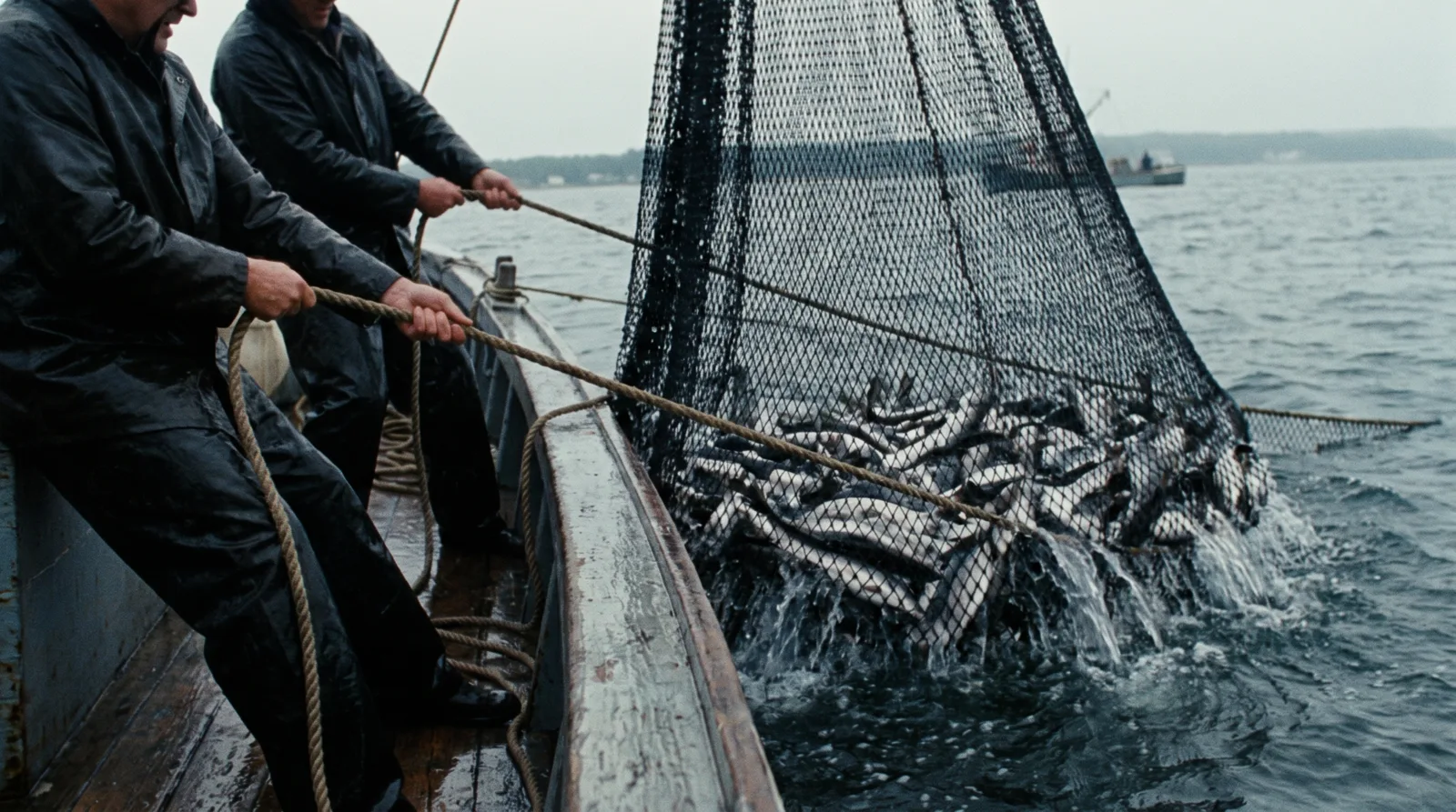 Fishing nets hauled from dark water at dawn overflowing with fish — The Great Catch, Facebook and Instagram ads management